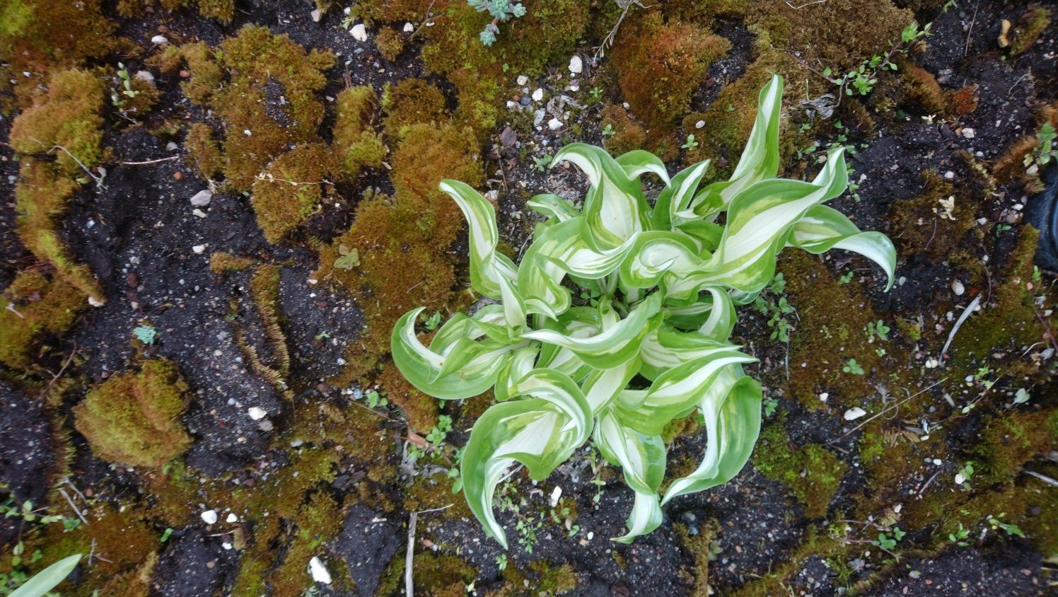 10 szt ssdzonek Funkia - hosta  " ogień i lód".