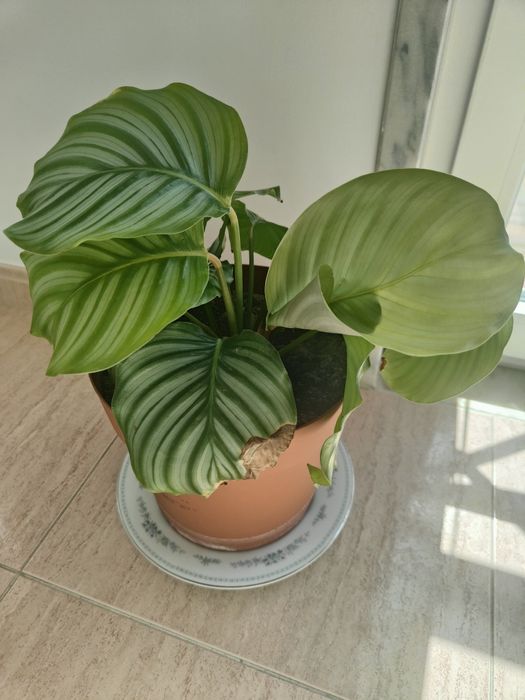 Linda planta Calathea Melancia