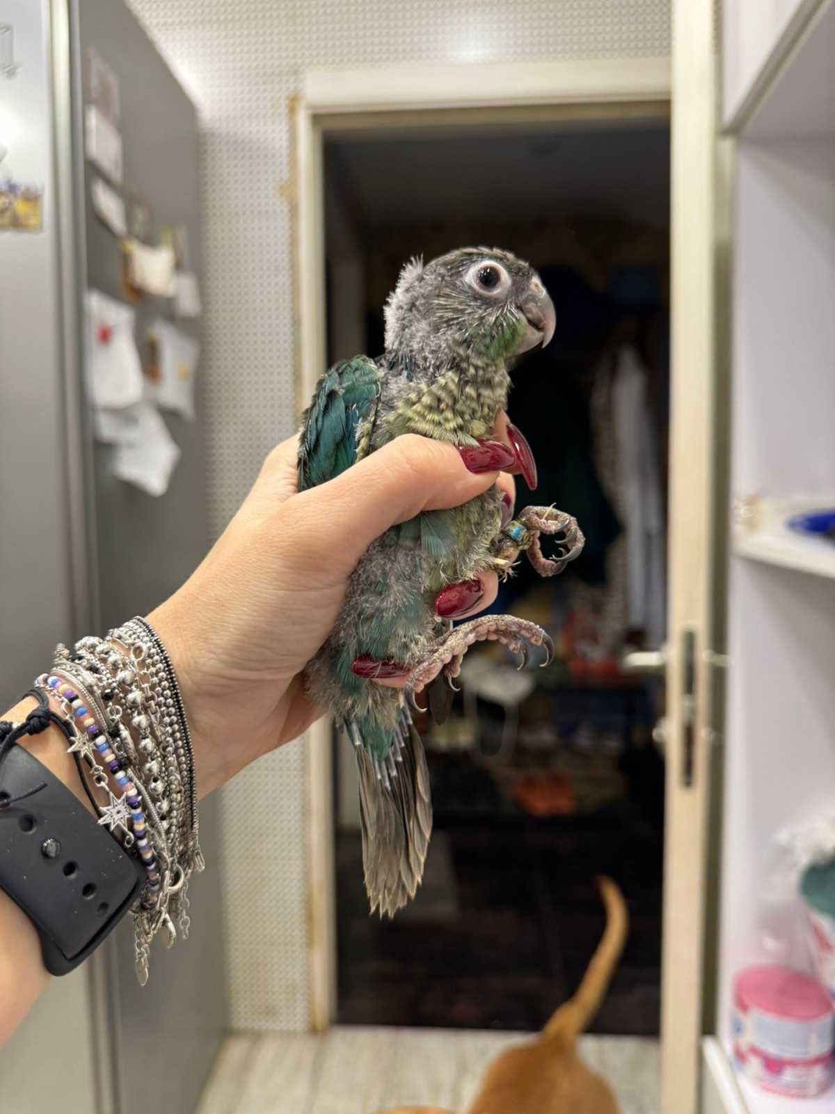 Пиррура разных окрасов , ручной говорящий попугай пиррура