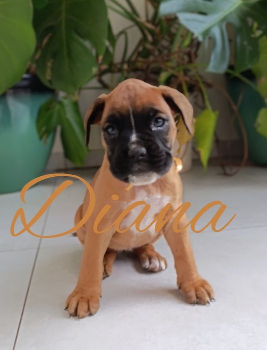 Bokser boksery szczeniak szczeniaki szczenię suczka suka