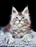 Maine coon kotka czarna srebrzysta klasycznie pręgowana do hodowli