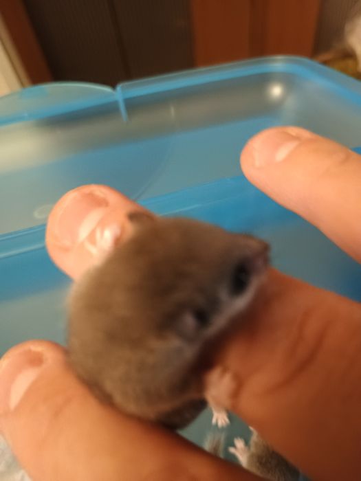 Popielice afrykanskie