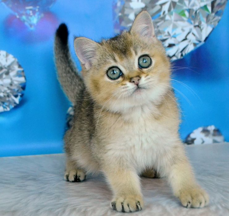 Британський кошеня золотий шиншила