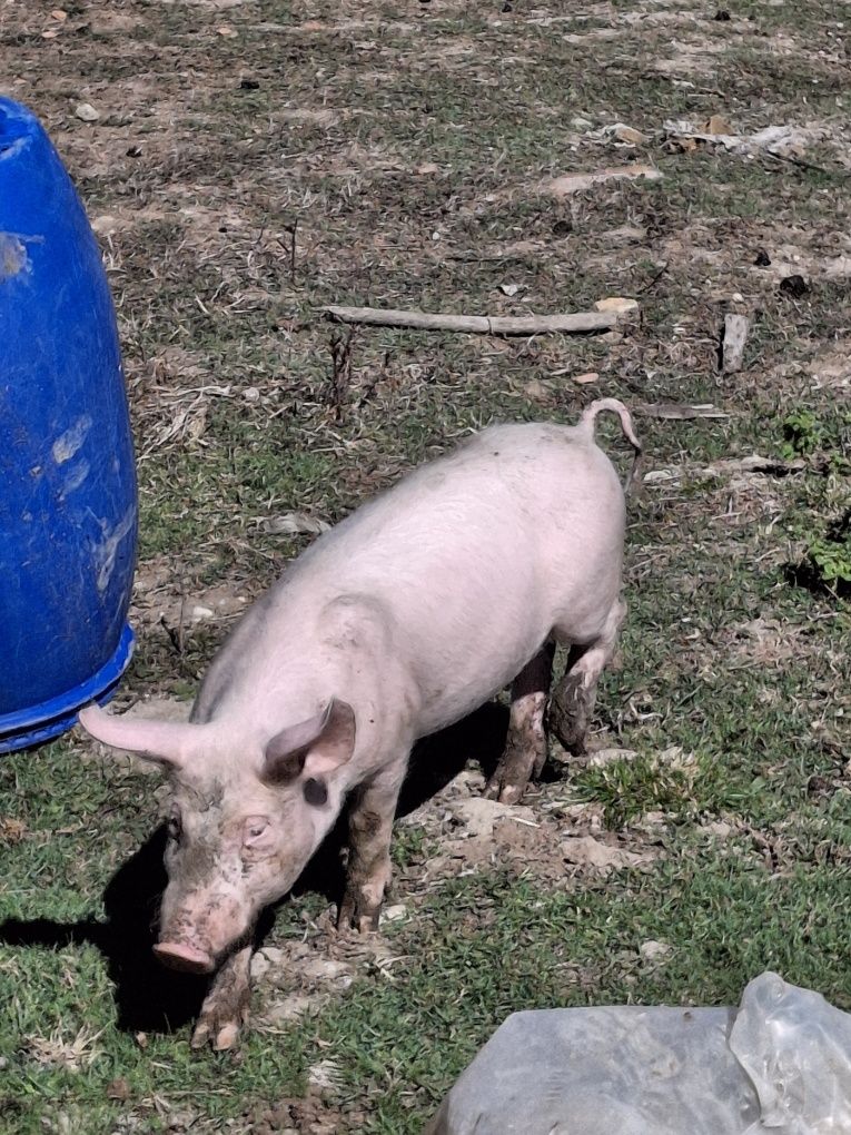 Leitão com 5 meses