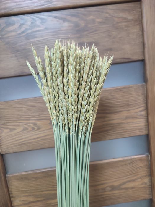 Колоски/злаки /сухоцвіти