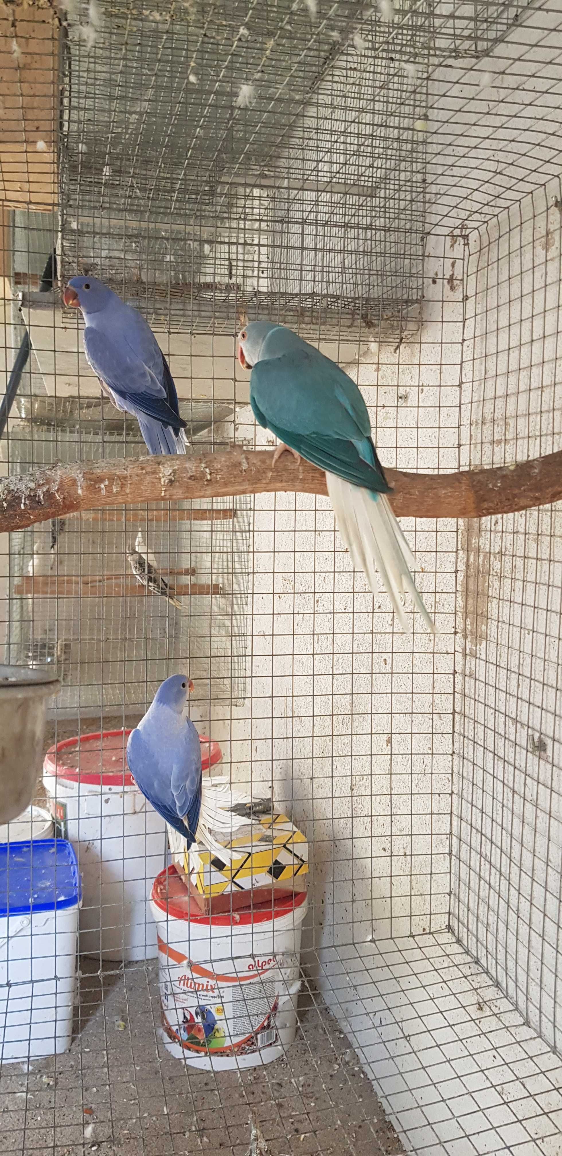 Ring neck opalinas
