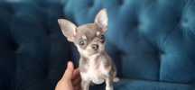 Chihuahua niebieski piesek rodowodowy.