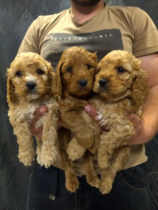Cockapoo F1 - Cocker Spaniel & Pudel Miniaturowy - Chłopaki