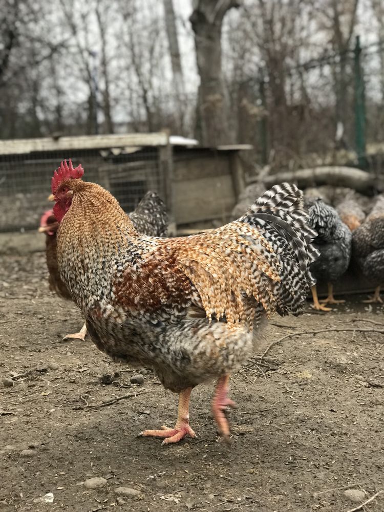 Білефельдер. Інкубаційне яйце, курчата, яйця