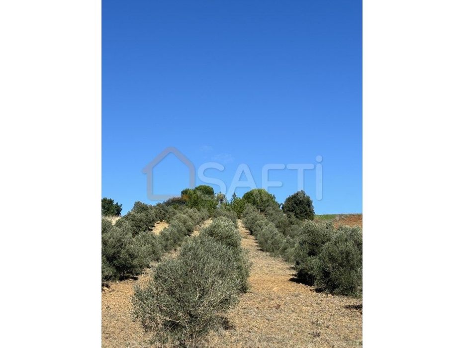 Terreno Com Oliveiras Arruda dos Pisões
