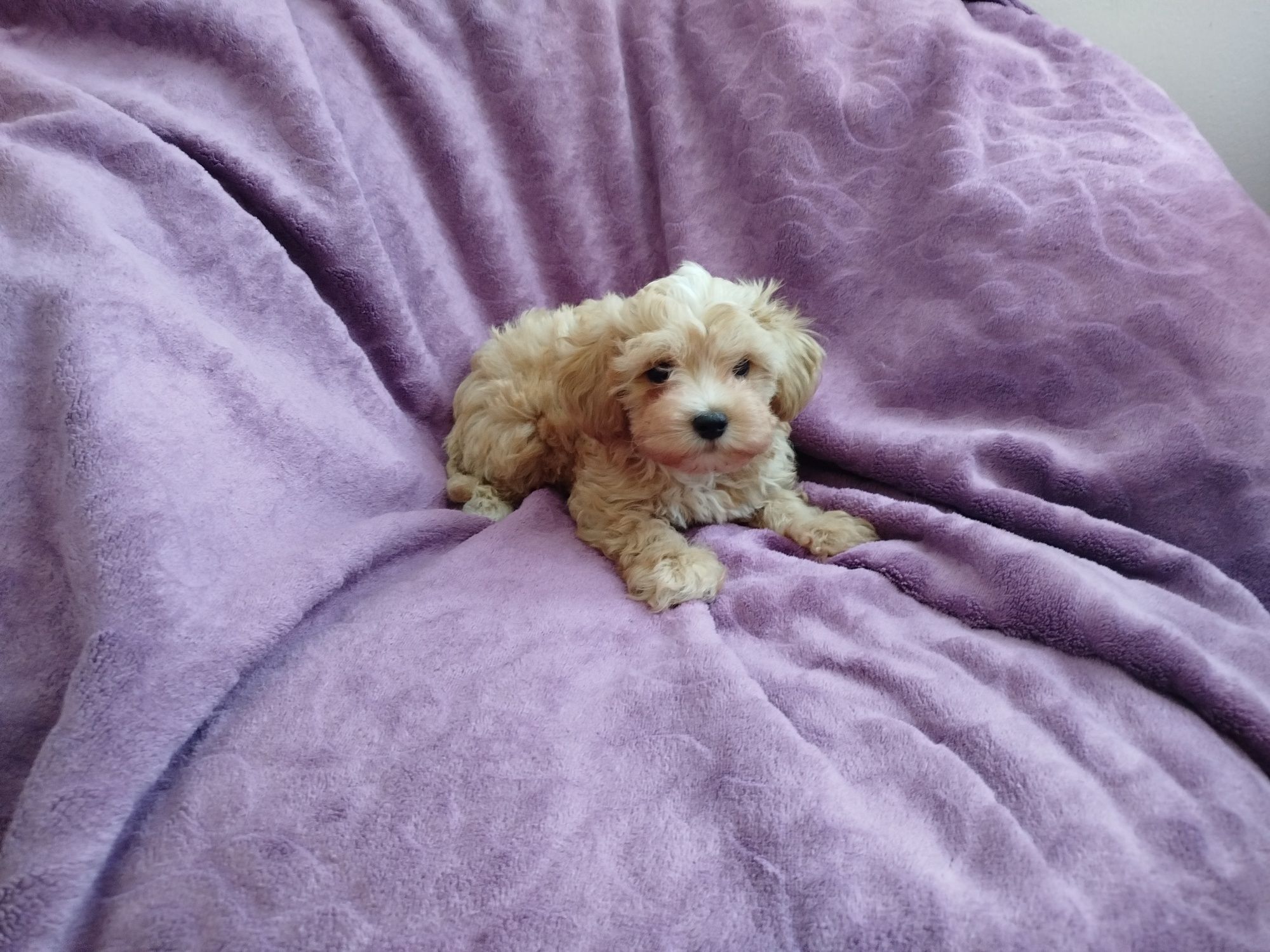 Piesek maltipoo//