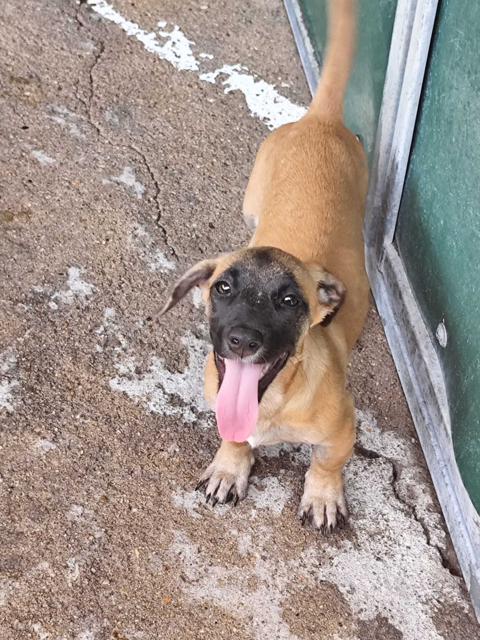 5 PUPPY'S PARA ADOÇÃO