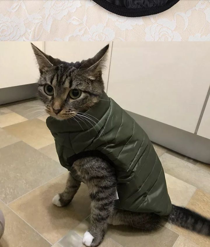 Roupa cão e gato novo