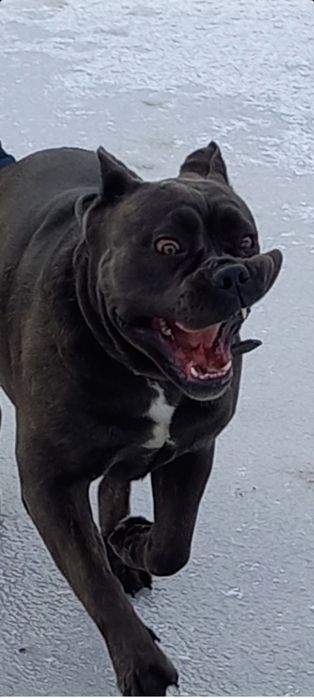 цуцики кане корсо