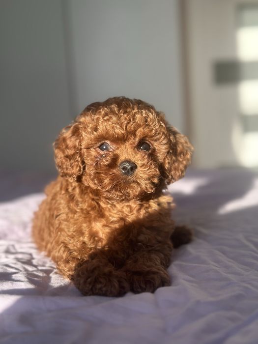 VIP девочка Той пуделя беби фейс мордочка