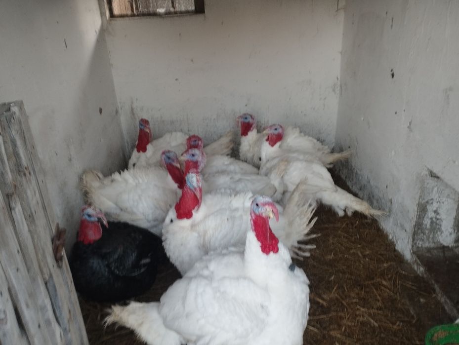 Indyki do sprzedania