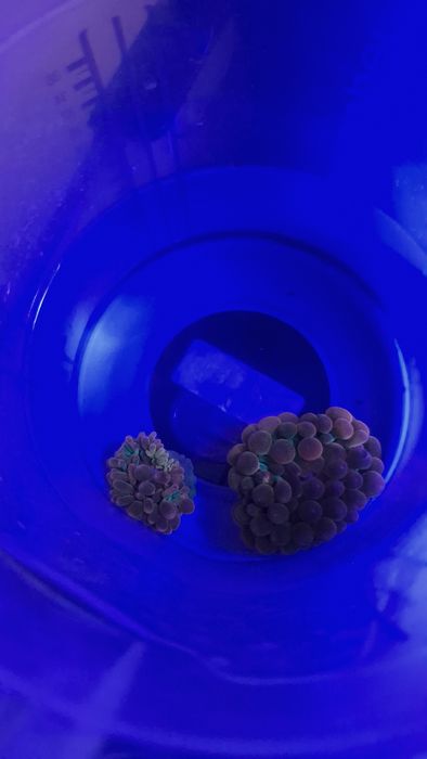 Ukwial quadricolor rainbow