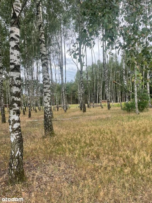 Działki budowlane w Klotyldzinie