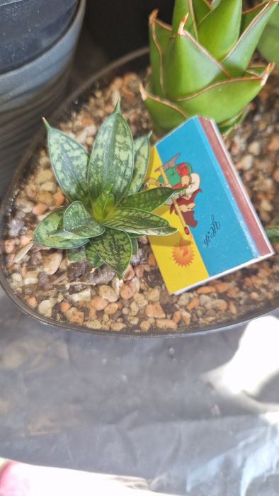 Коллекційна сансевієрія, sansevieria