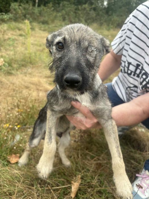 Mały Maciuś do adopcji