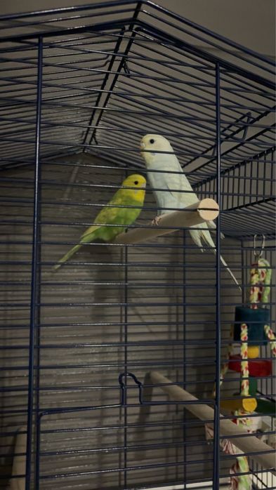 Papugi faliste sprzedam