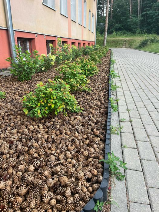 Szyszki sosnowe pozbawione nasion do ściółkowania / dekoracji 20 kg