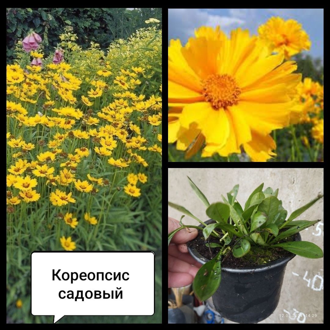 Кореопсис сорта ''Калипсо'' вариегатный 
Лучшие качества со