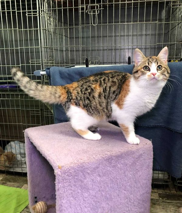 Маленька триколірна принцеса кошеня Тріша, 4 місяці.