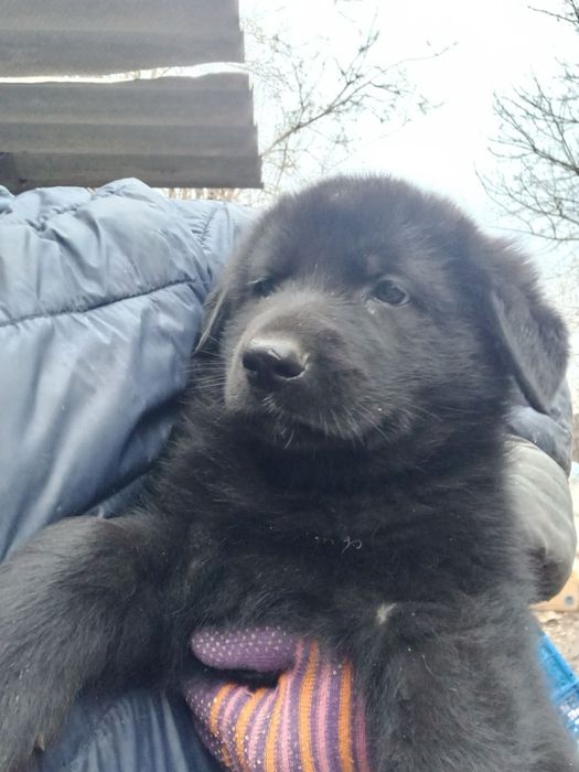 Щенки немецкой овчарки 1,5 месяца