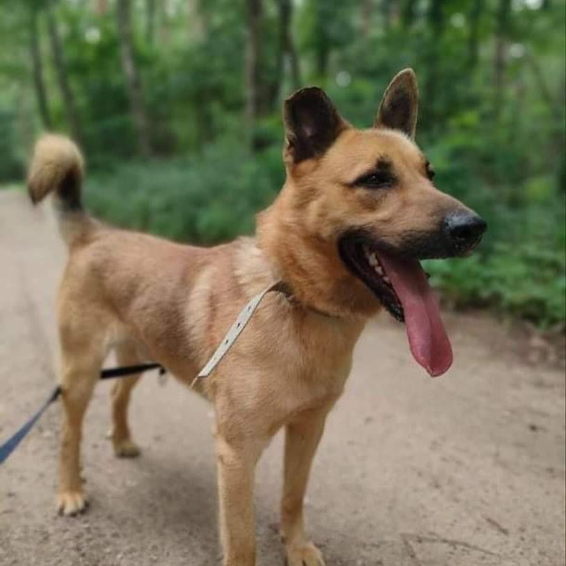 Kundelek Gary poleca się do adopcji