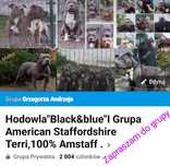 Amstaff, American staffordshire terrier.
