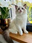 Piekny kocurek  Ragdoll   do rezerwacji