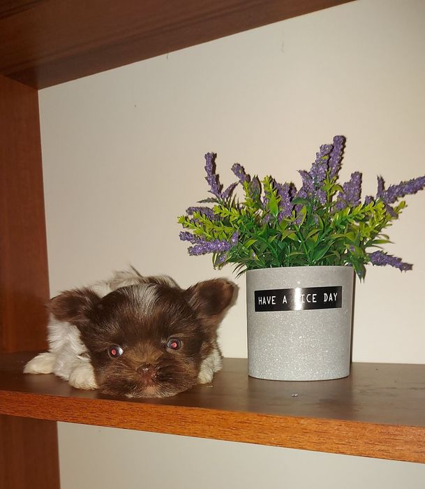 Малесенький міні хлопчик. Біро йорк. Чудо кукольне.