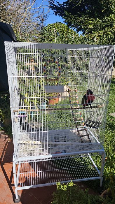 Loris Bailarino para venda