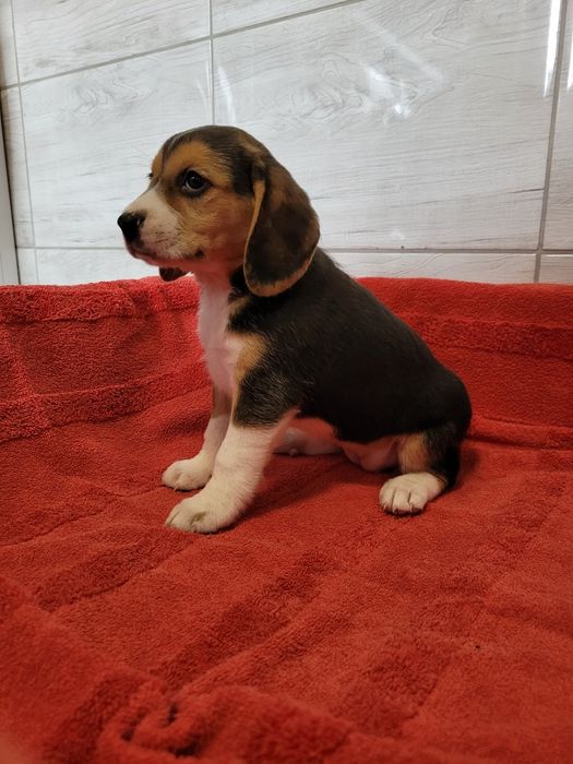 Beagle Szczeniak Maluch Śliczny