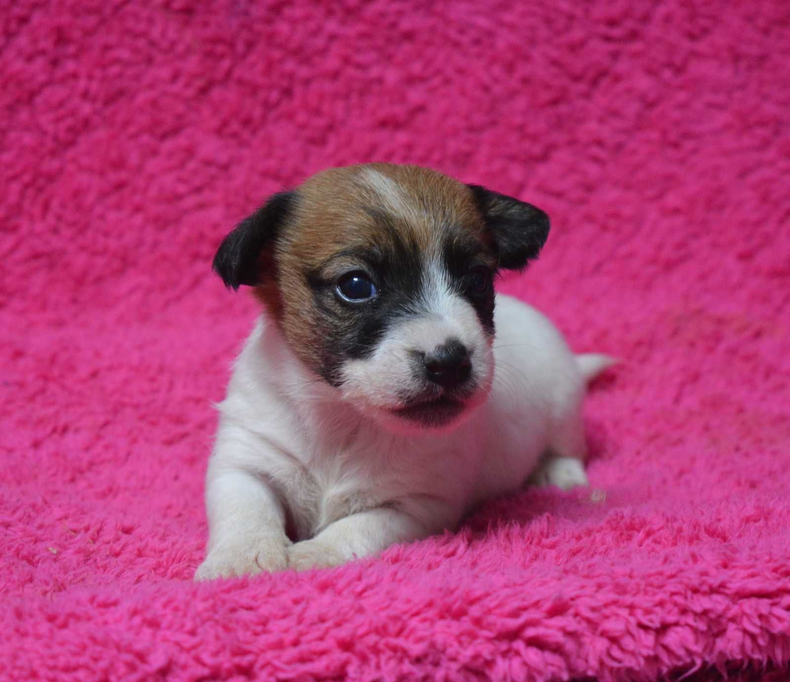 Jack Russell Terrier suczka po Championie