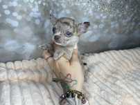 Chihuahua***Suczka***Krótkowłosa***Do***Rezerwacji