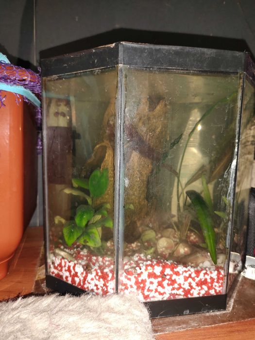 Отдам аквариум с рыбками
