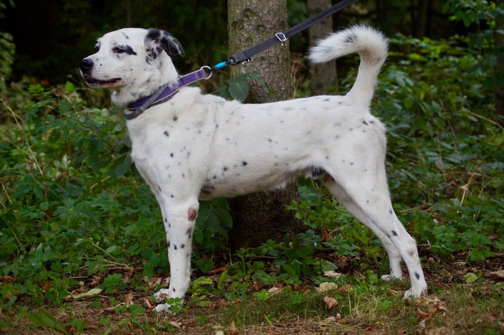 Cziko- domowy mix dalmatyńczyk szuka nowego domu