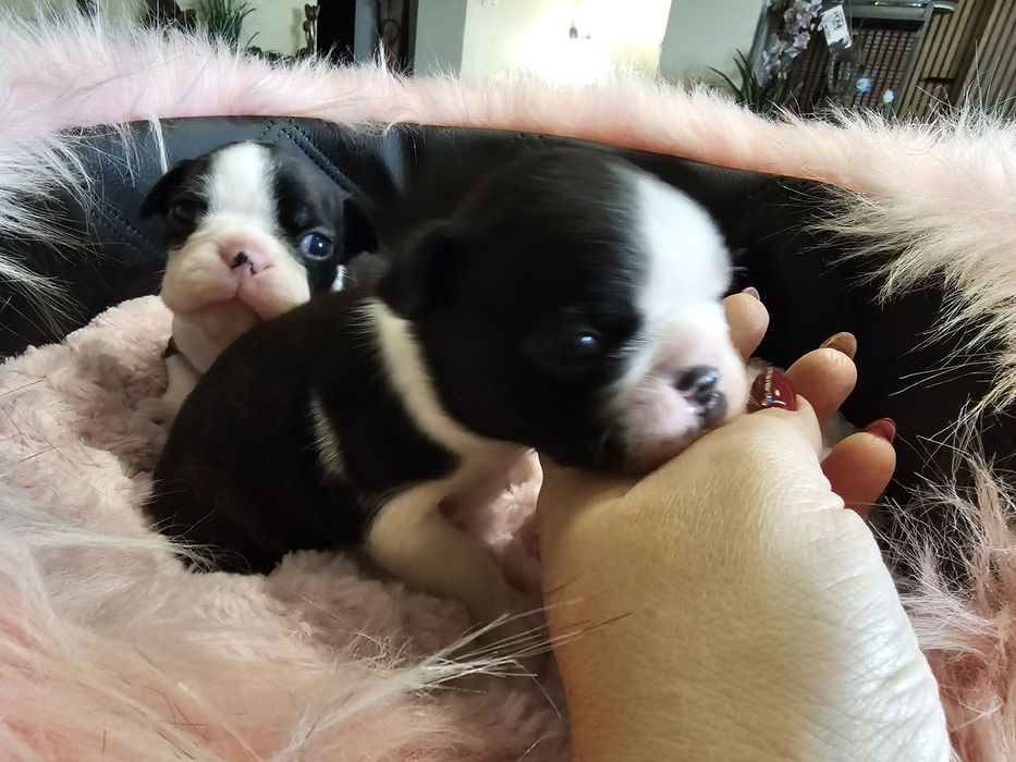 Boston terrier suczka Fci pregowana rezerwacja na grudzień
