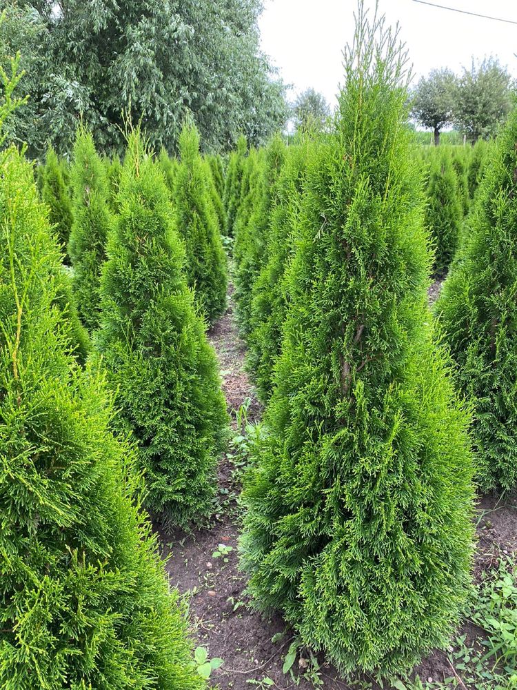 Tuja/Thuja/Tuje Szmaragd 130-210cm