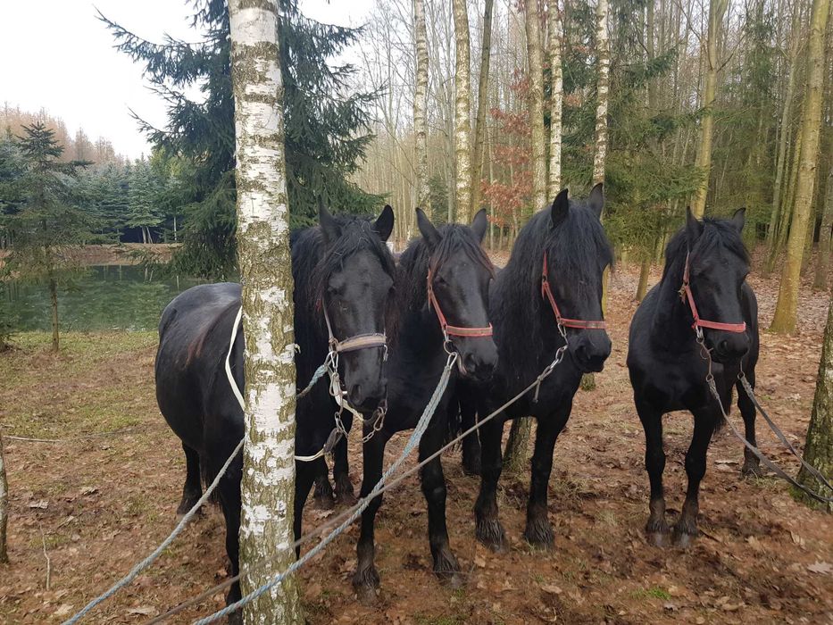 cztery ogiery fryzyjskie, możliwa zamiana