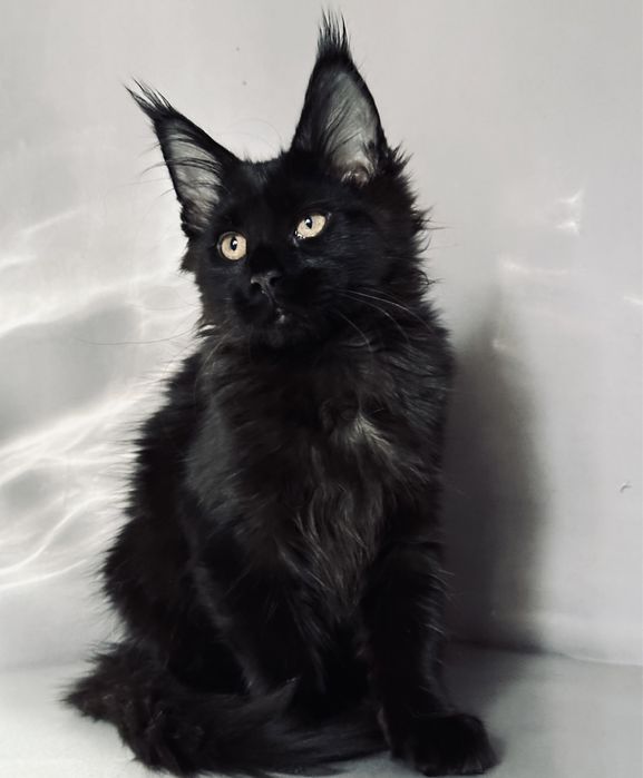 Ласковая черная пантера