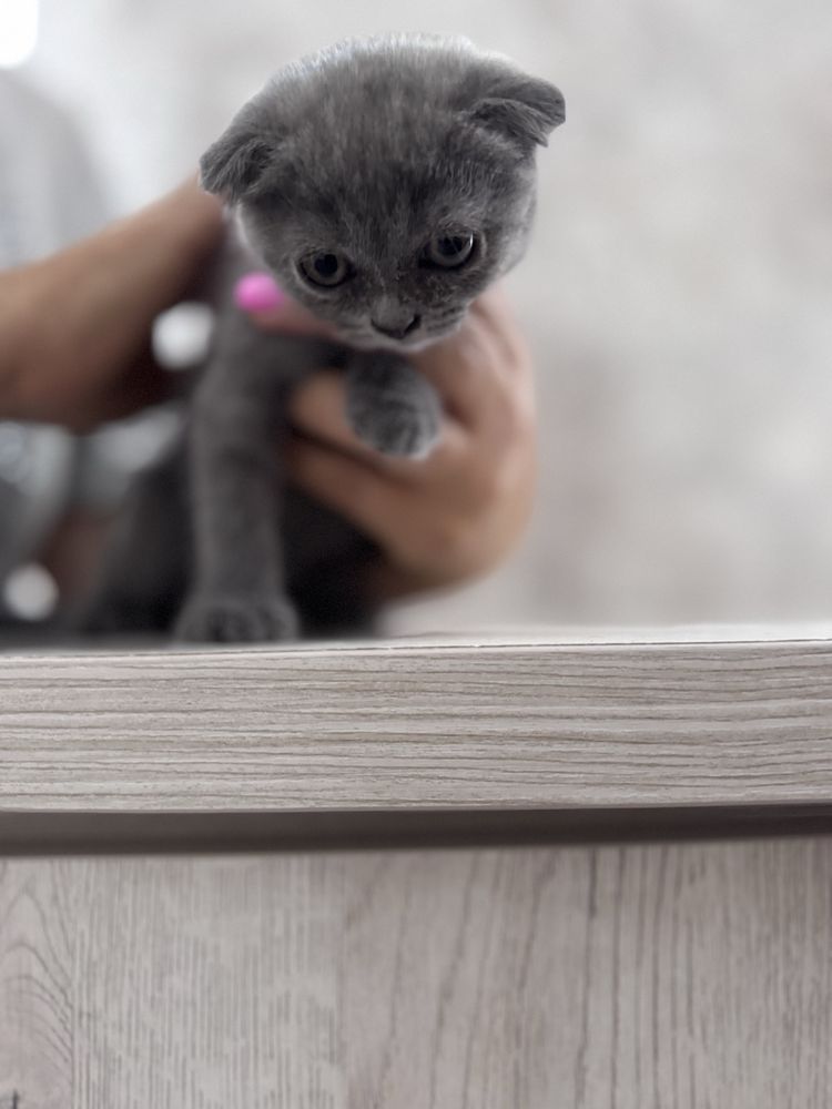 Котята породы Шотландская вислоухая