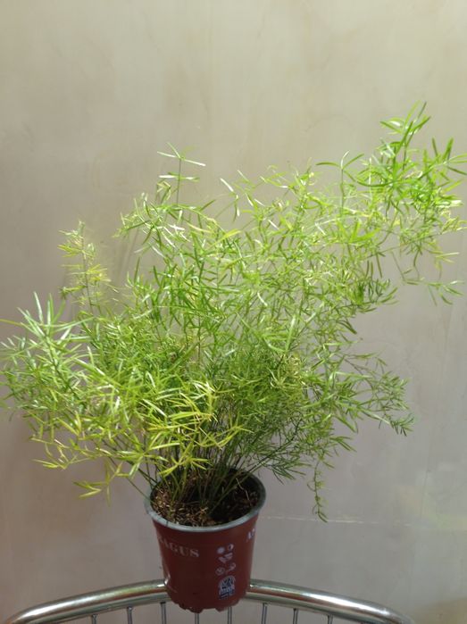 Аспарагус, комнатный.