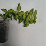 Hoya hoje epipremmium syngonium