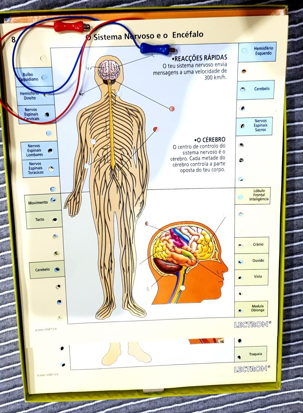 Jogo de Mesa "Conhece o Teu Corpo", da Diset Lectron