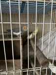 Vendo casal de caturras( 2 casais )