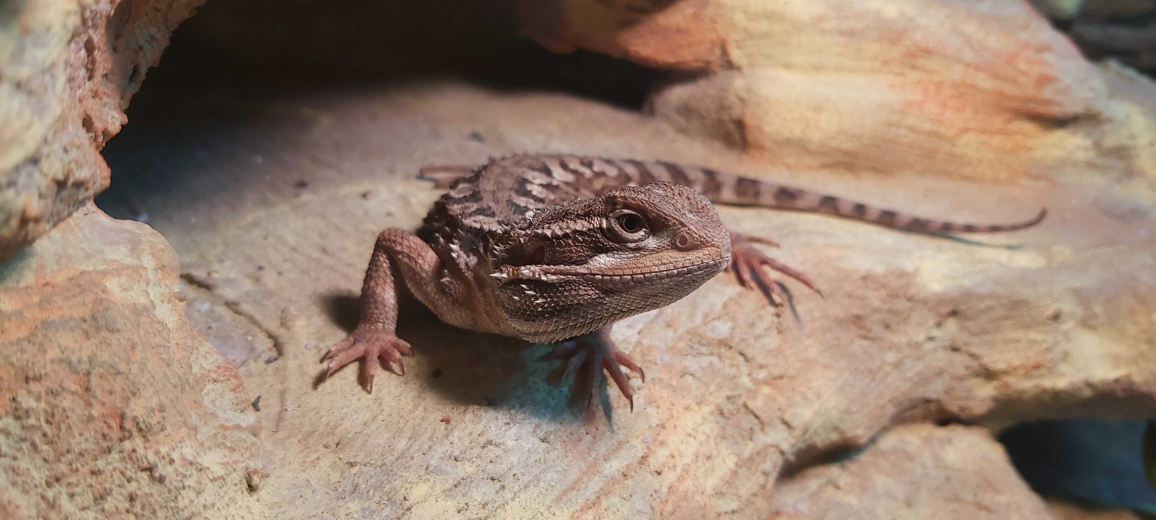 Agama Brodata Karłowata Pogona Henrylawsoni