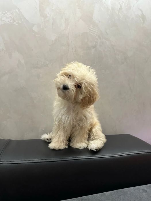 ‼️Exclusive‼️Мальтипу белый от титулованных родителей maltipoo f1